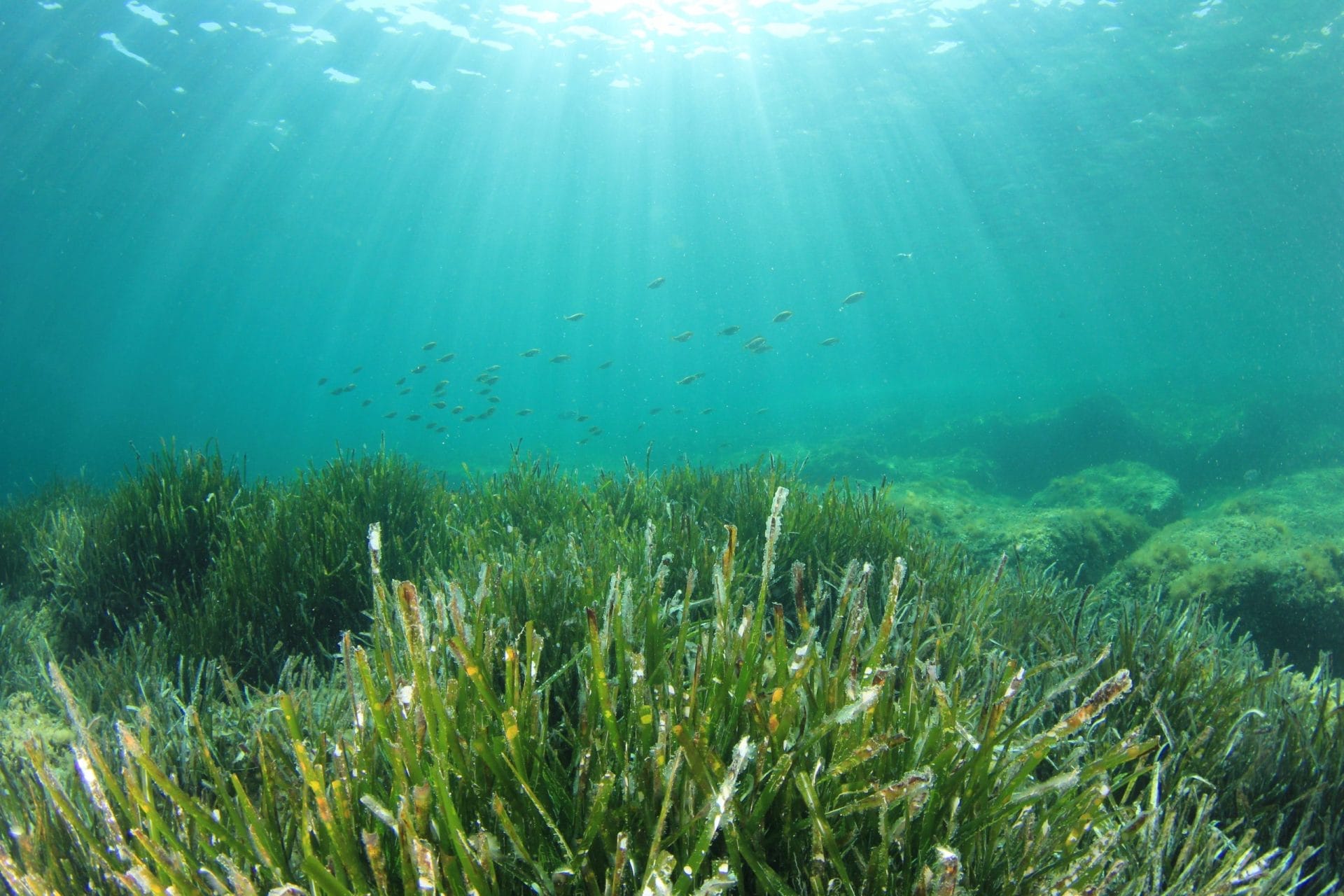 Seagrass