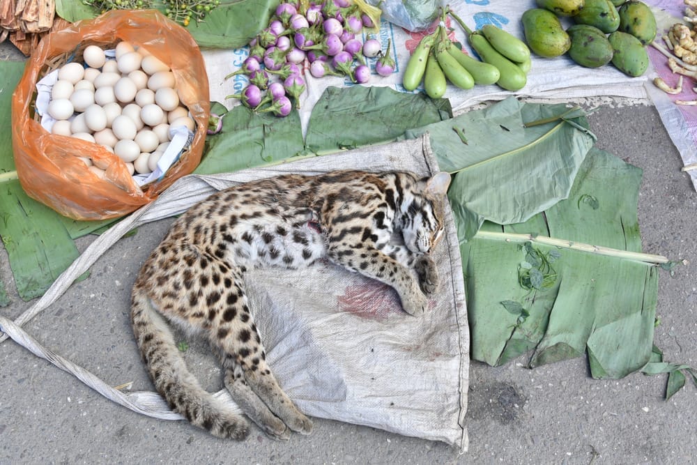 wildlife trade