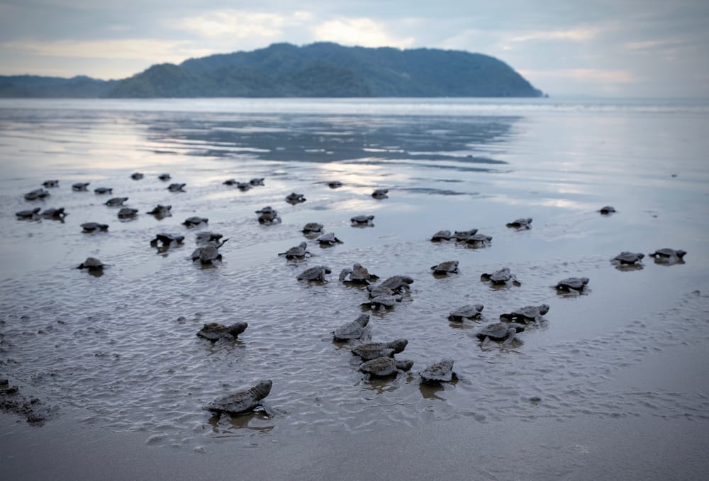 sea turtles