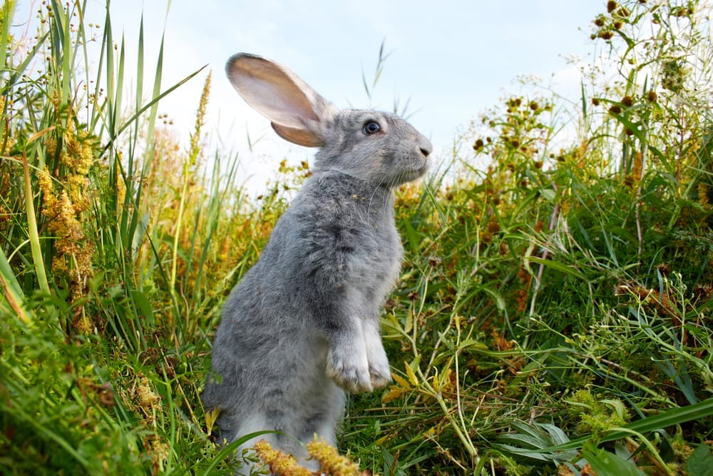 rabbit