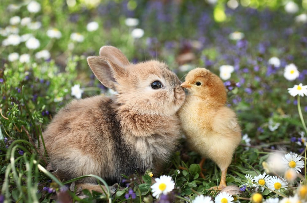 rabbit and a chick