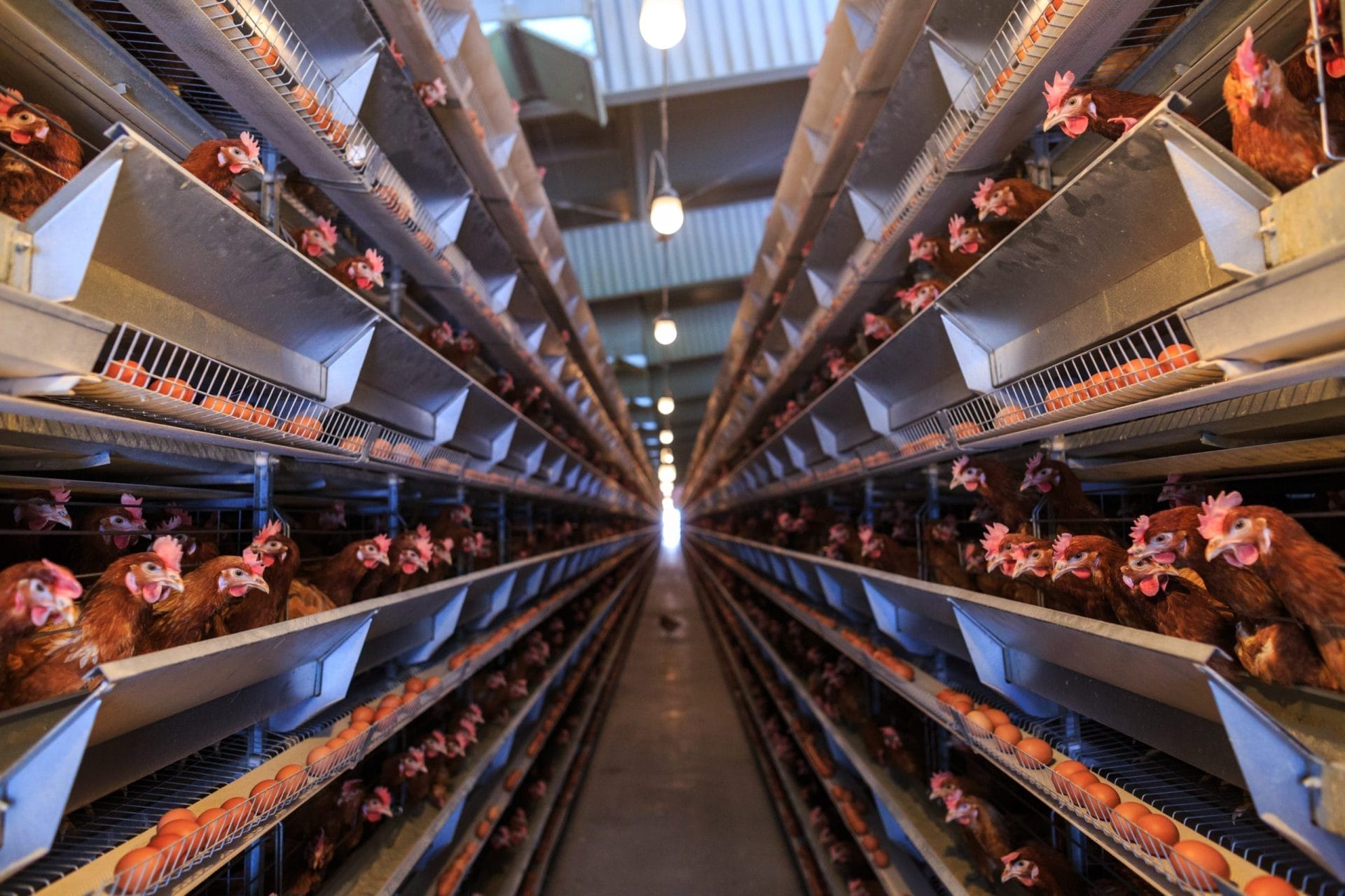 Factory Farm