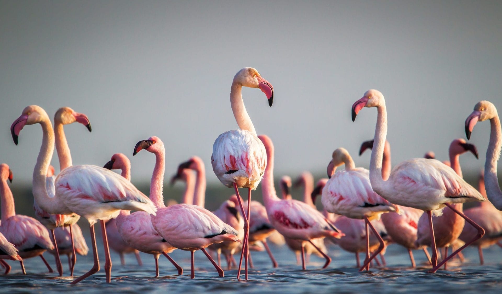 Flamingos