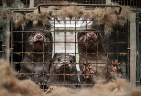 mink on fur farm