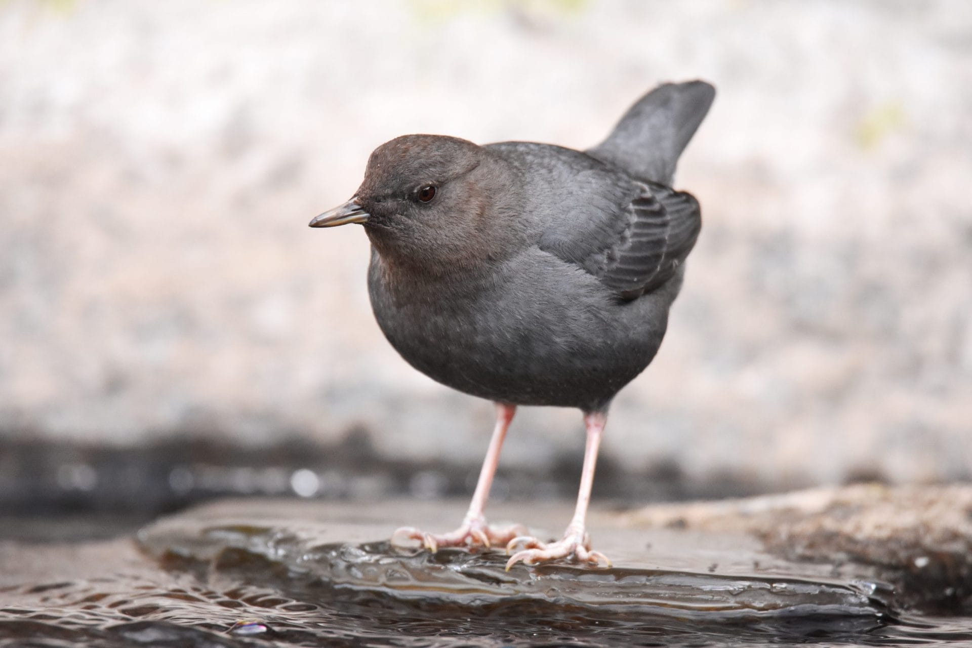 Dipper