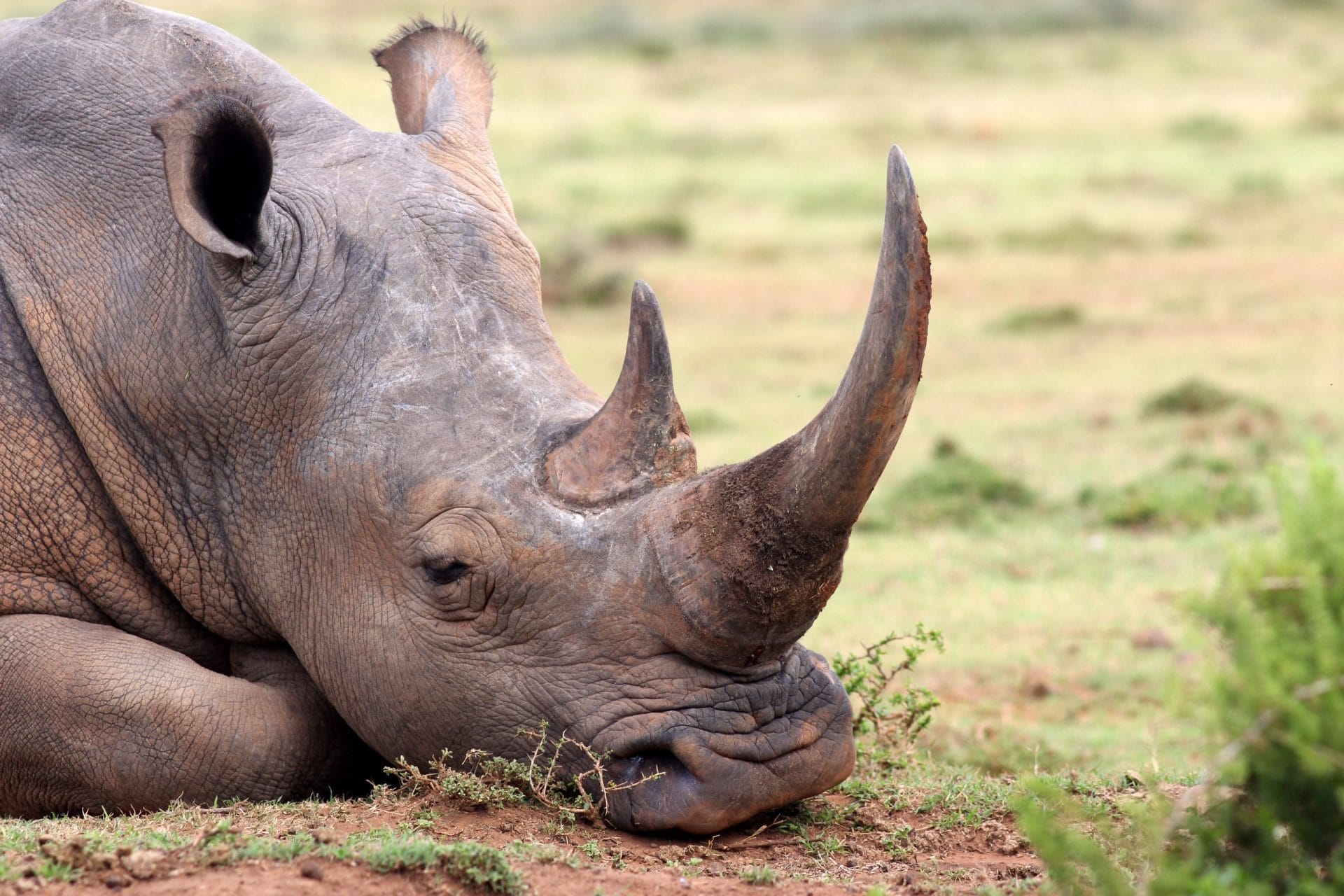 Rhino Horn