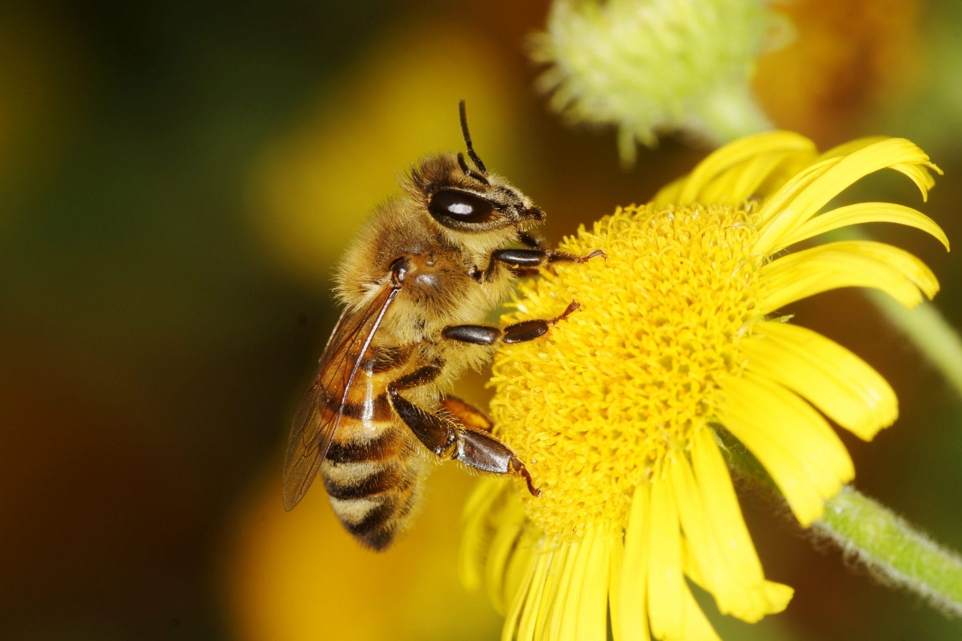 Flower bee