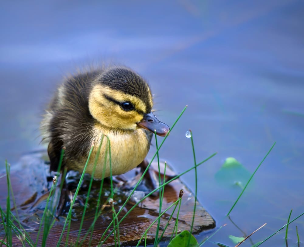 duckling