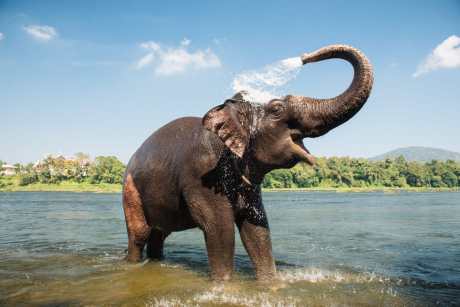 Elephant bathing on southern banks of the periyar river