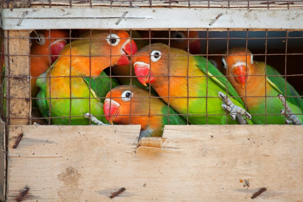 shutterstock_774477346