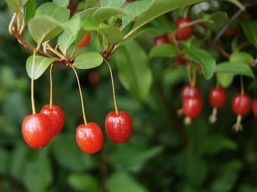 goumi berries