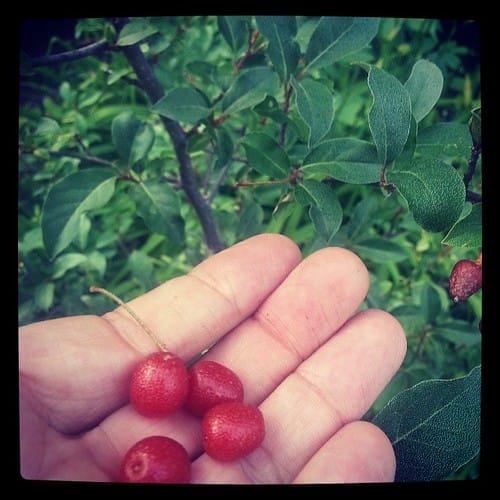 gout berries