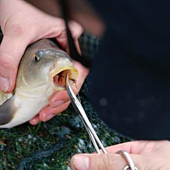 fish with hook