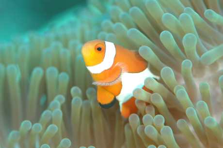 clown fish