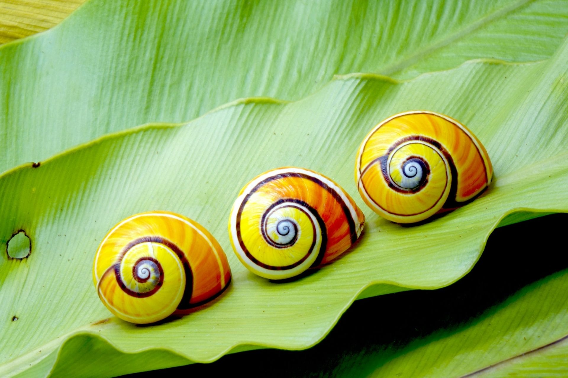 Snails