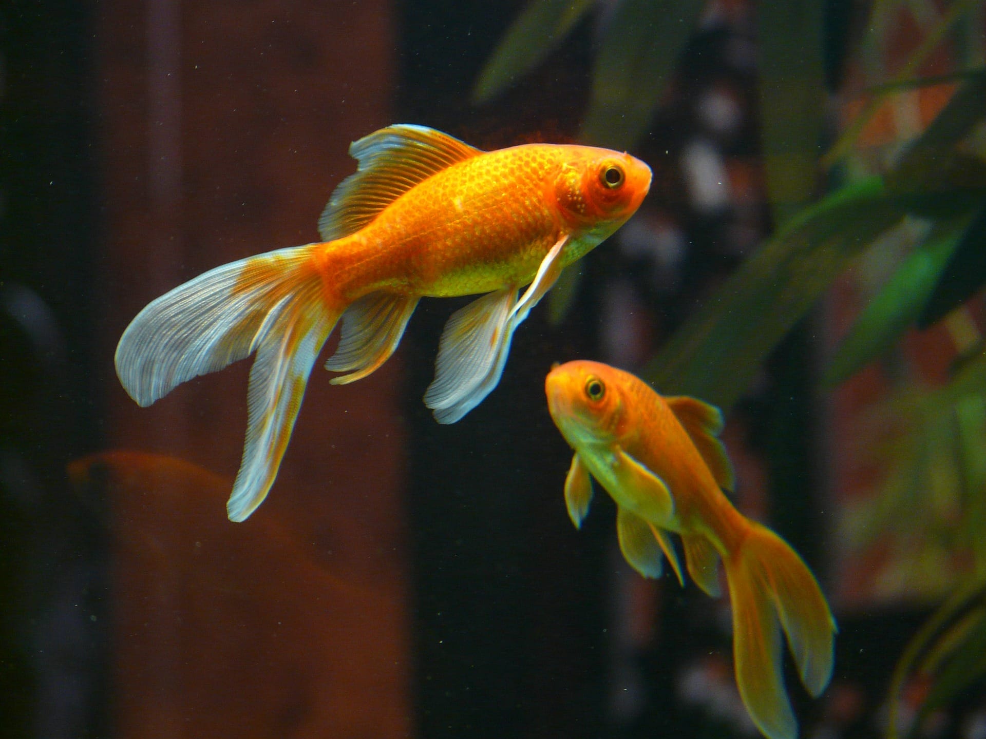 veiltail fish