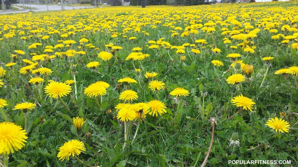 Dandelions growing in a field