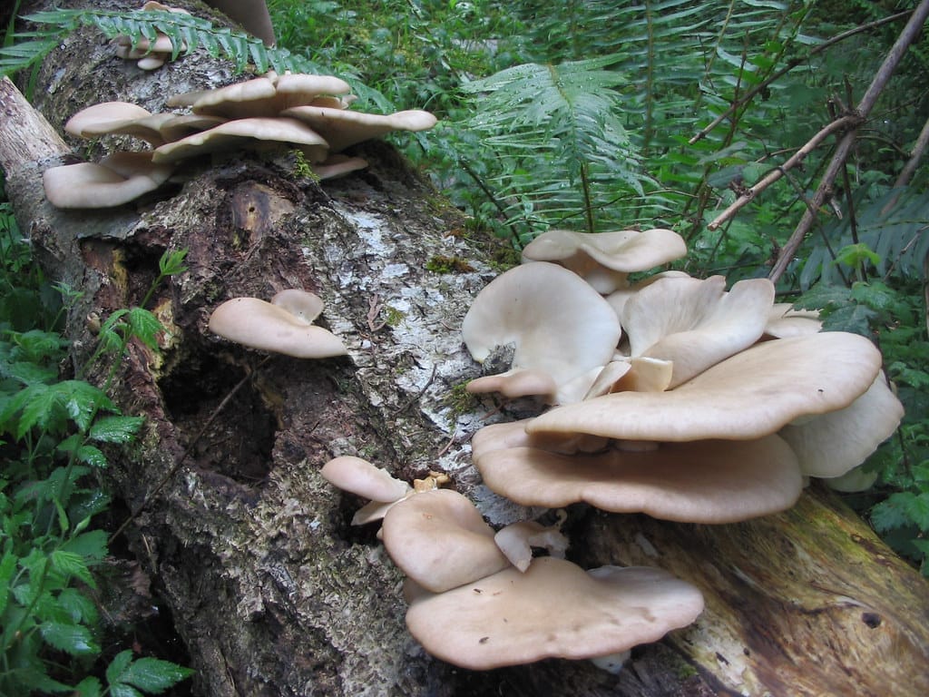 mushrooms