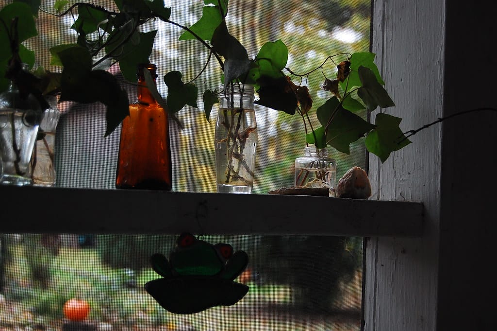 plants on shelf