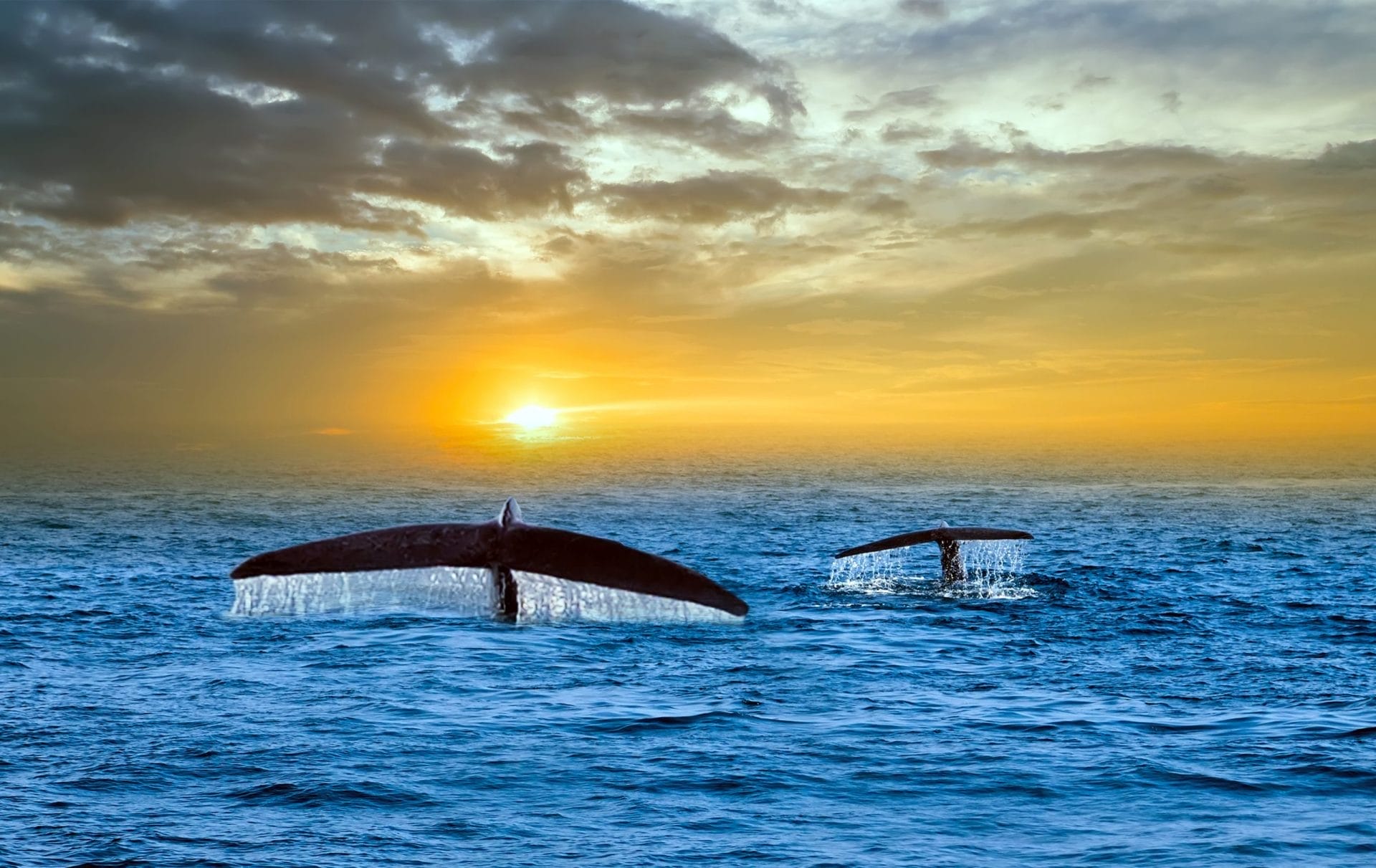 Whales