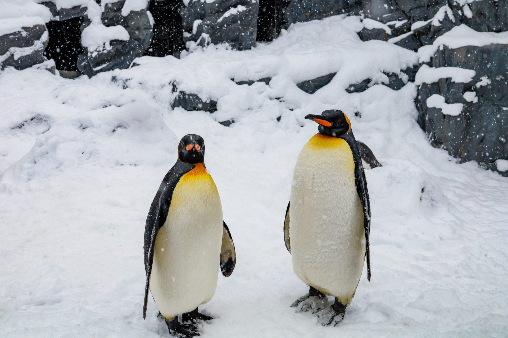 Emperor Penguin