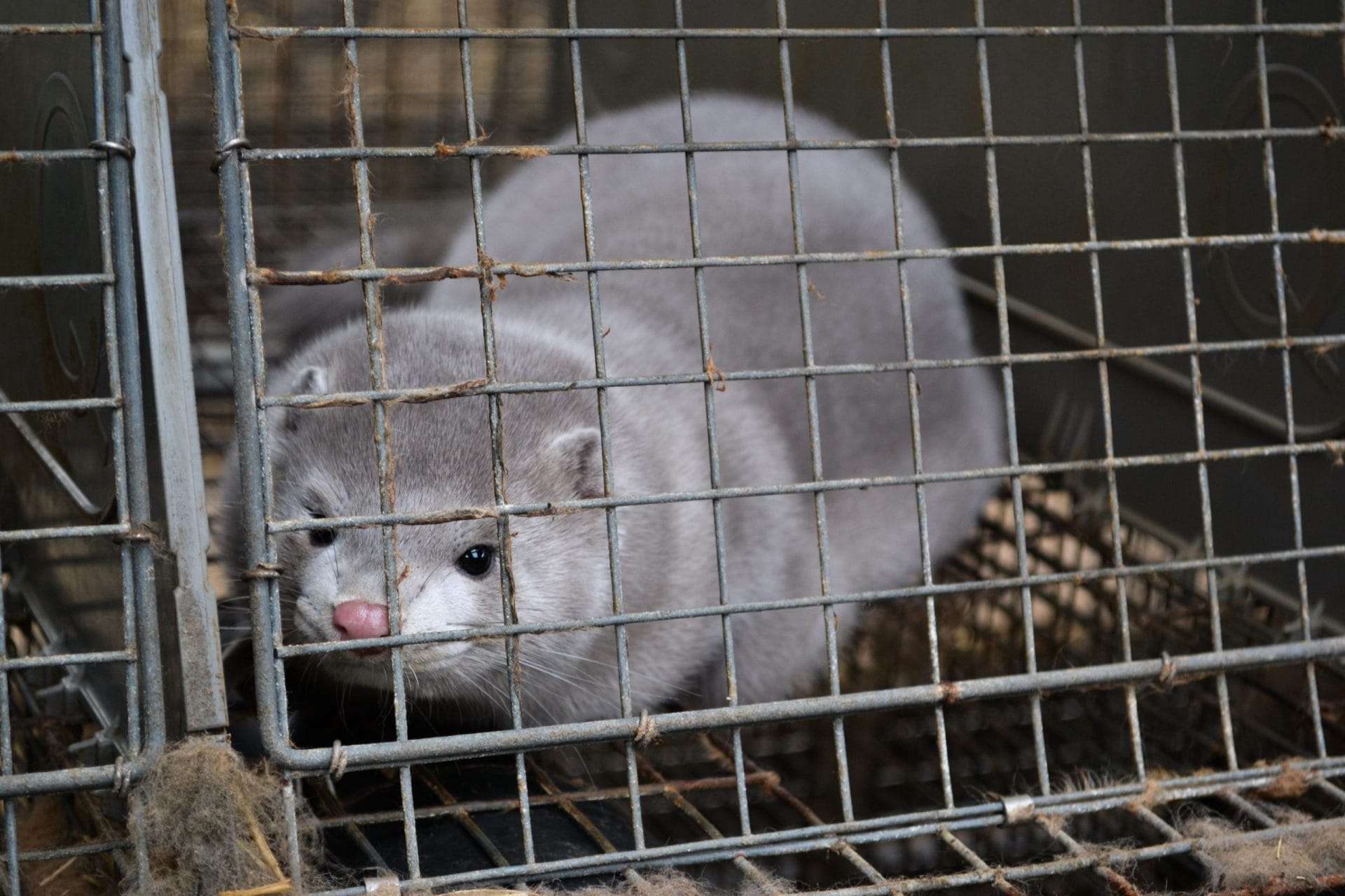 Mink in Cage