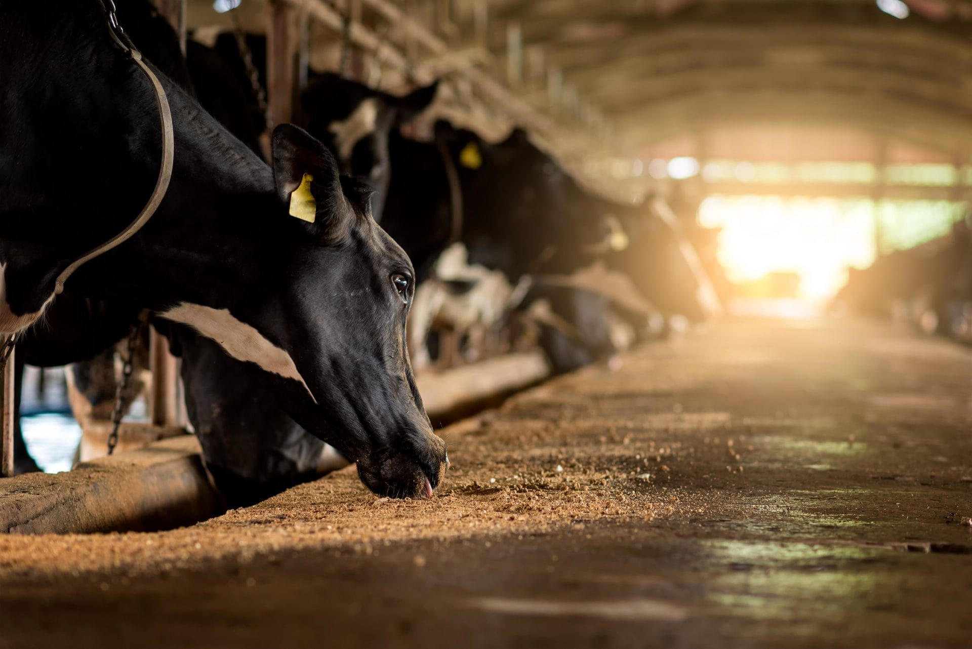 Cows on Farm