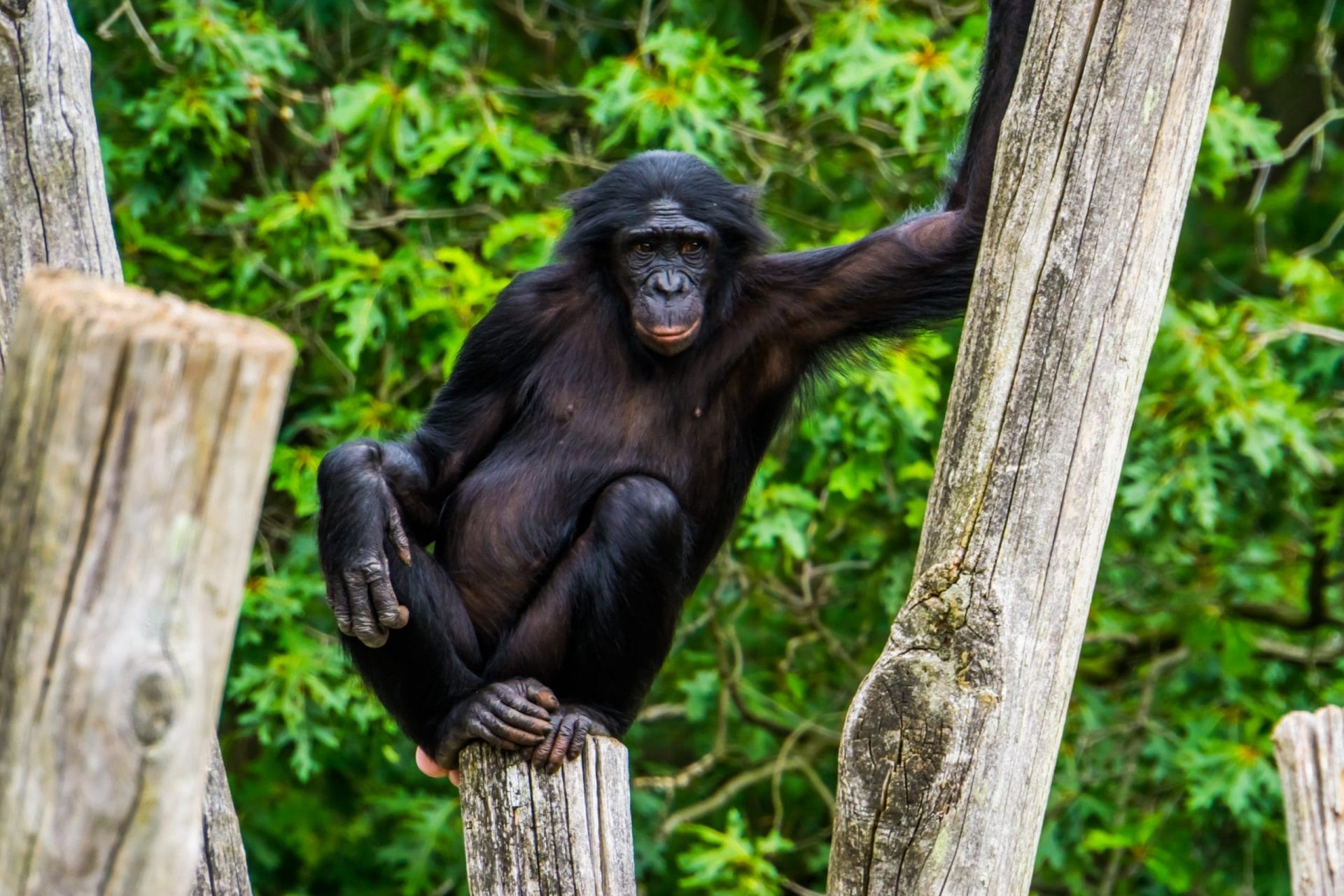 Monkey