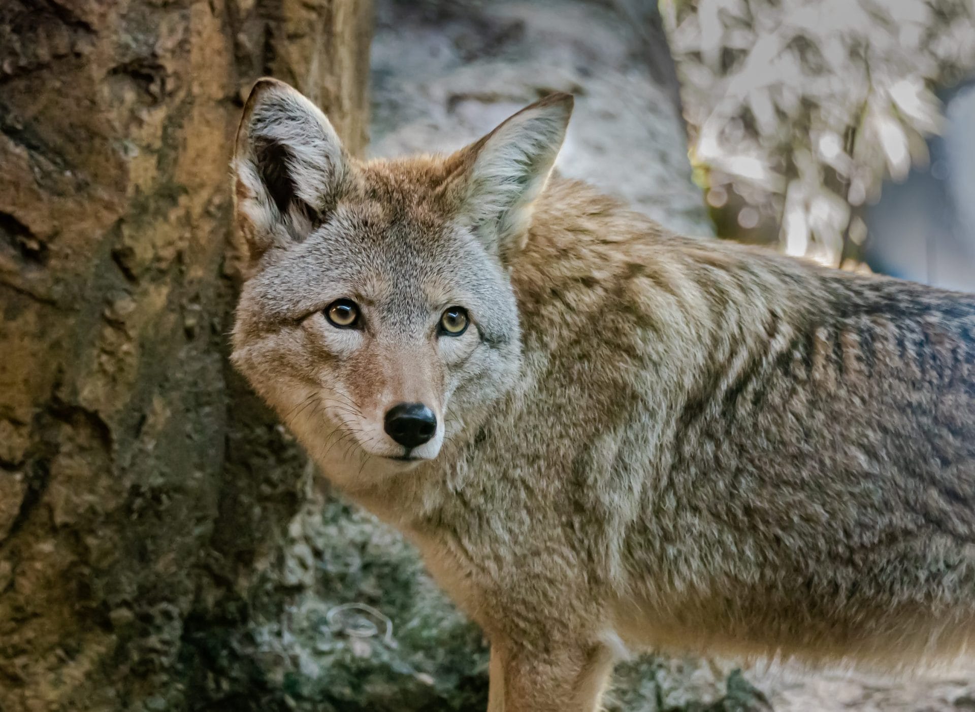 Coyote