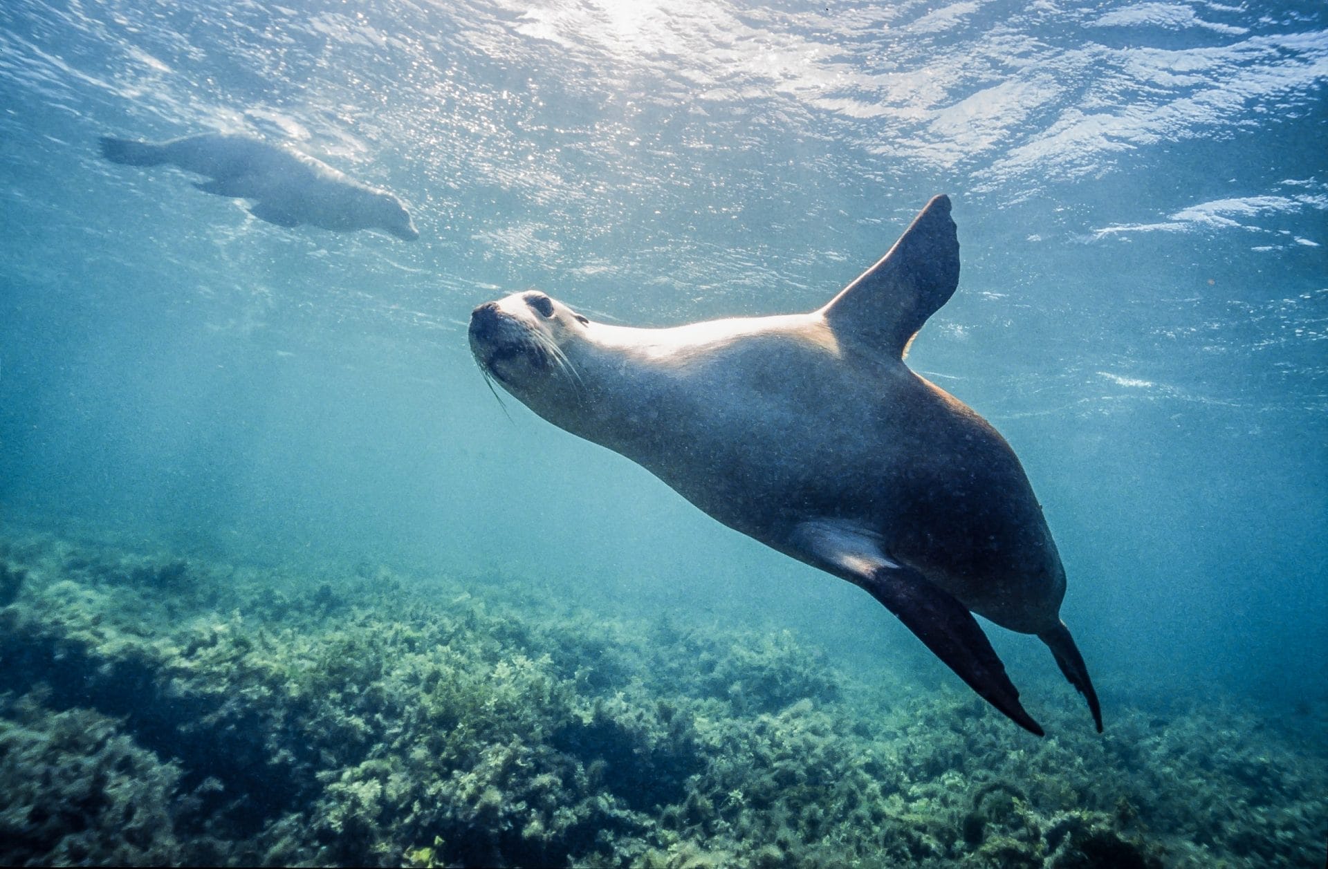 SEAL SWIMMING