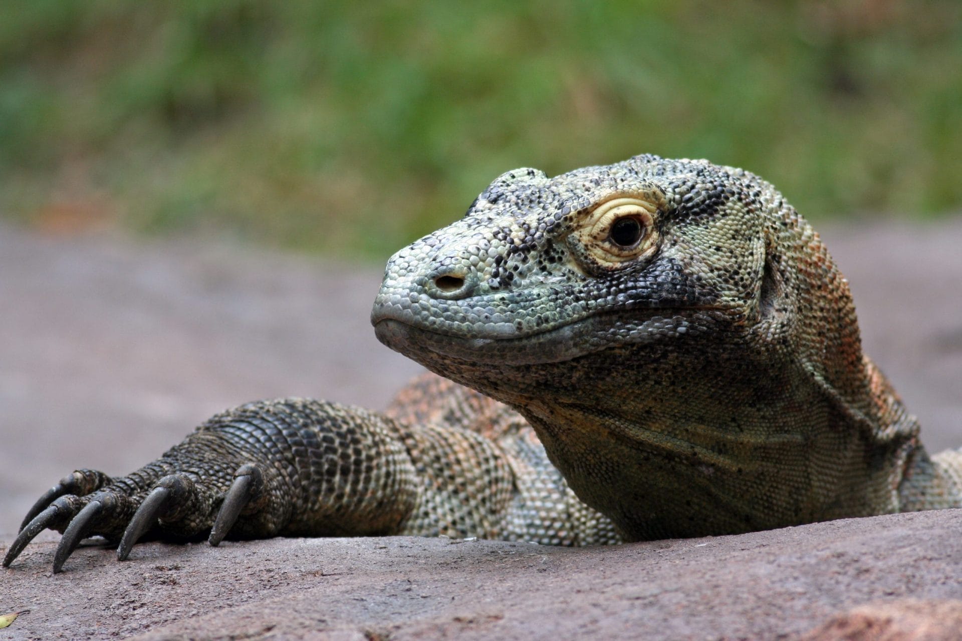 komodo dragon