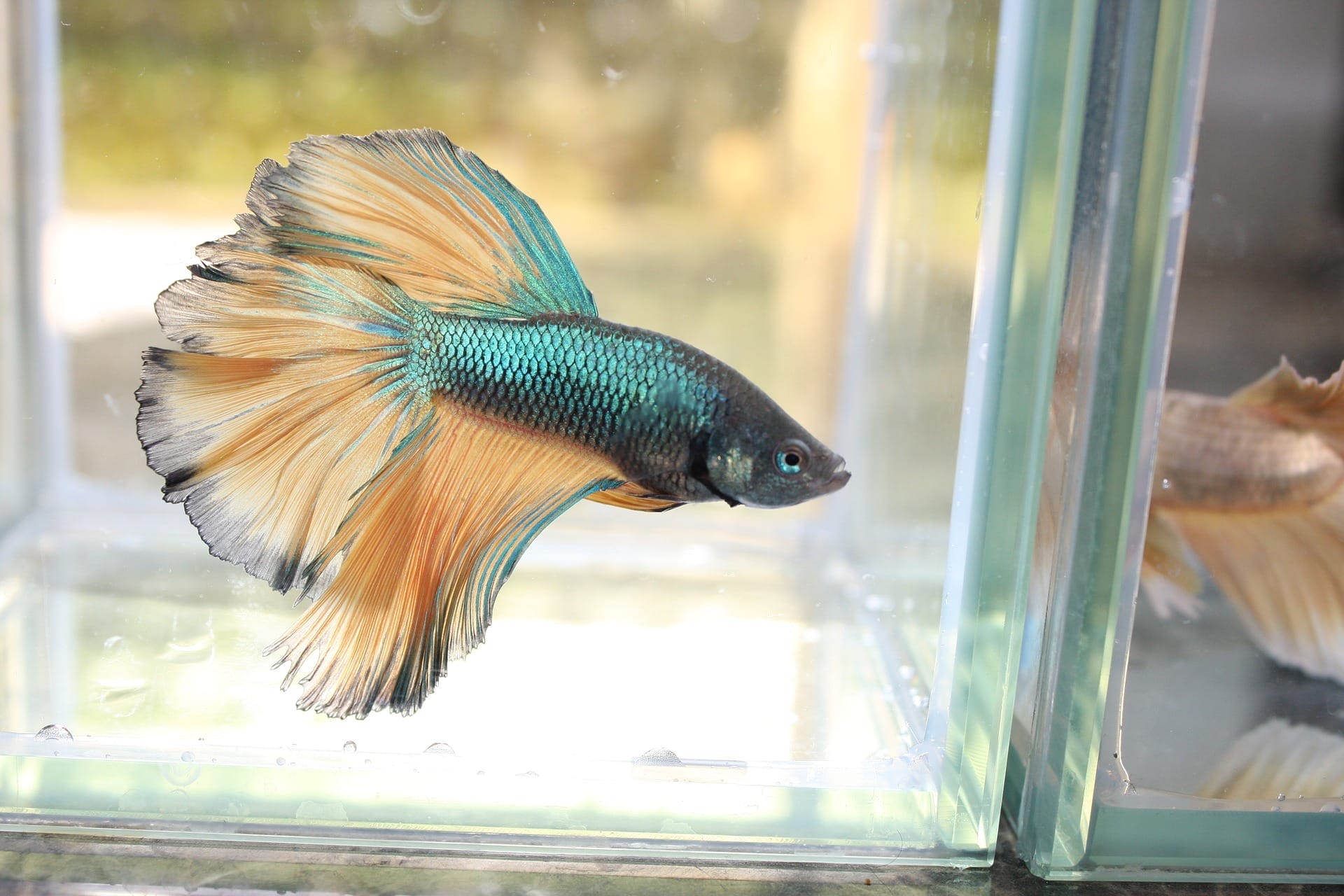 betta fish