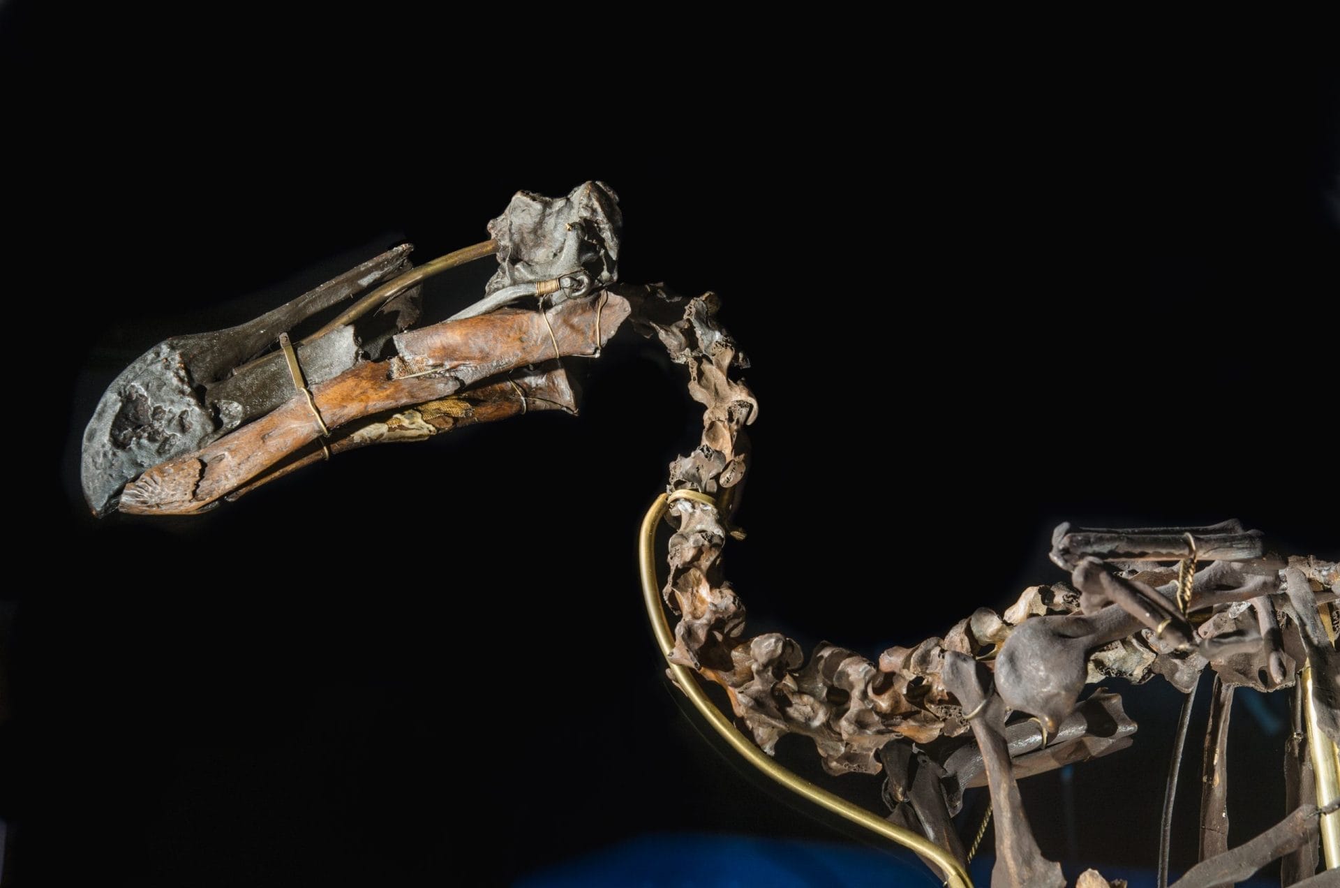dodo skeleton