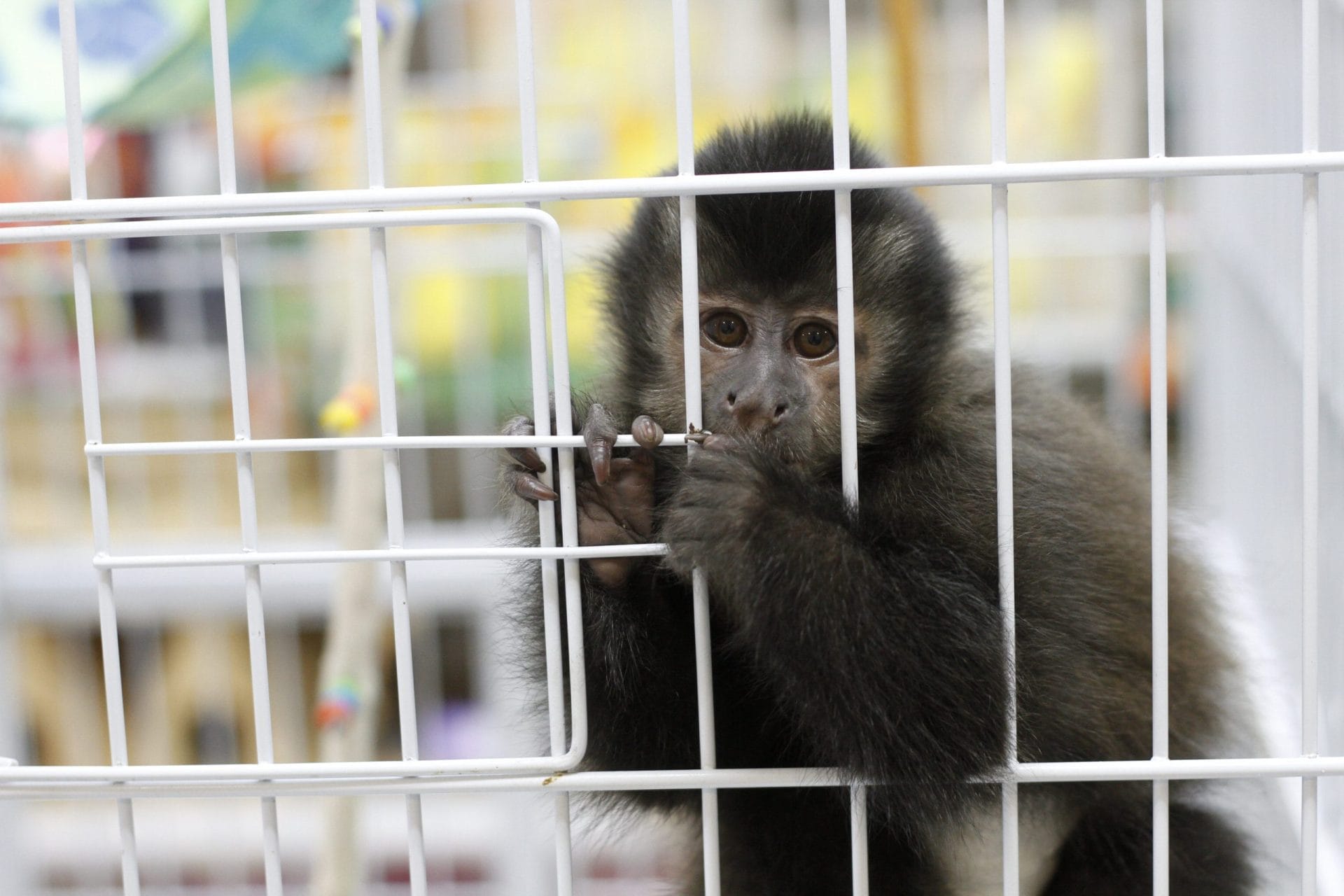 monkey in pet cage