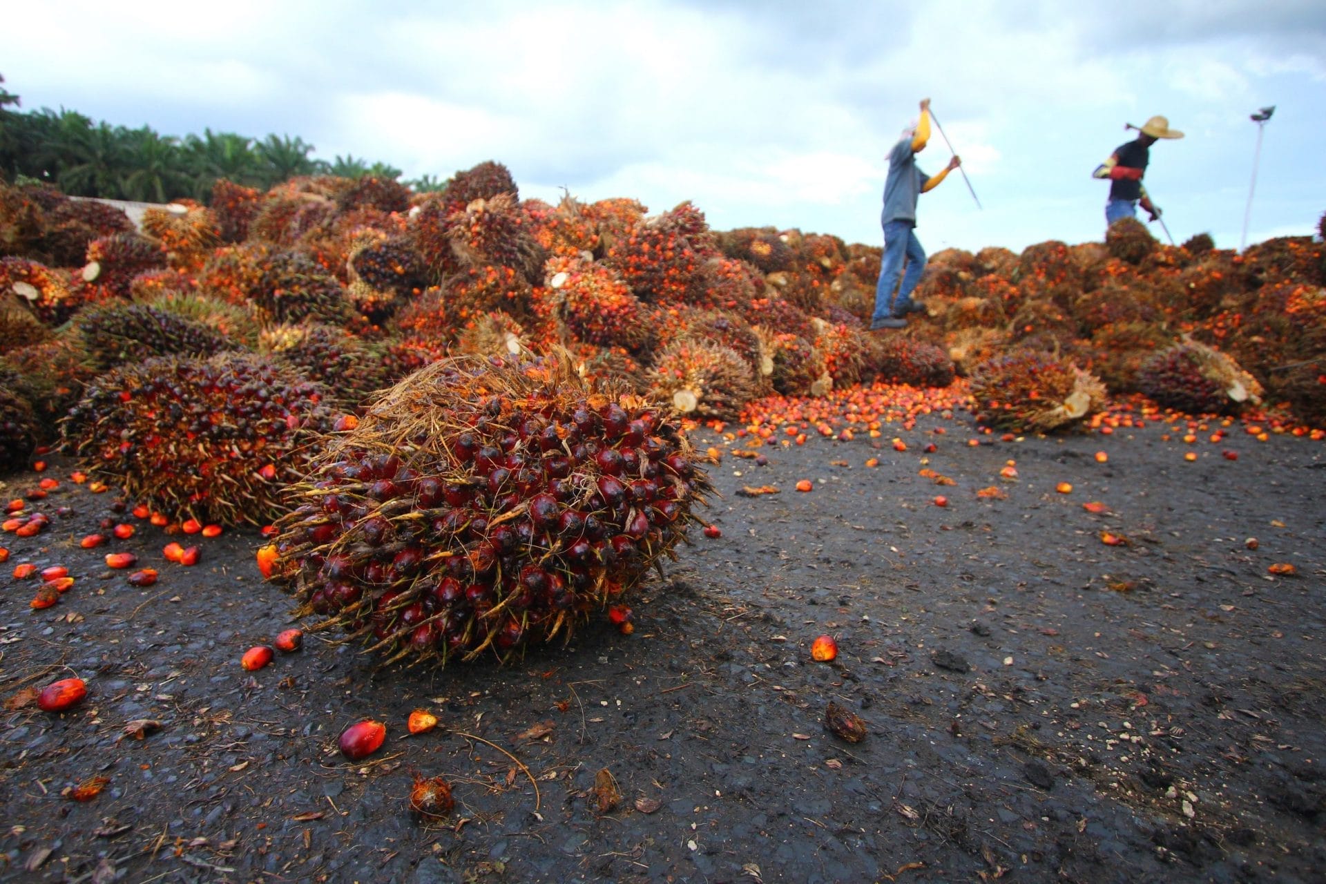palm oil plantation