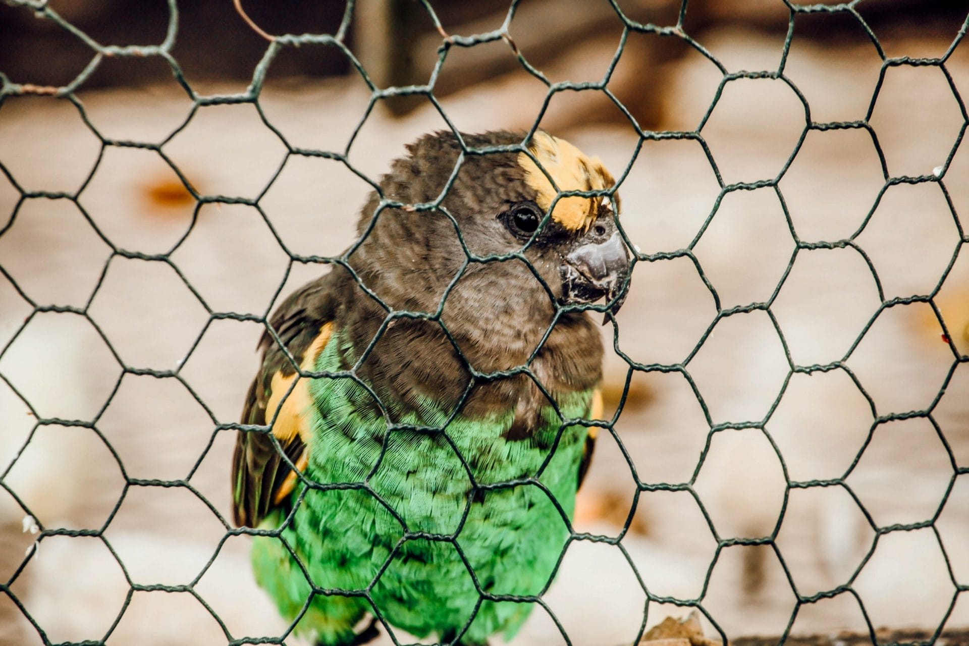 caged bird