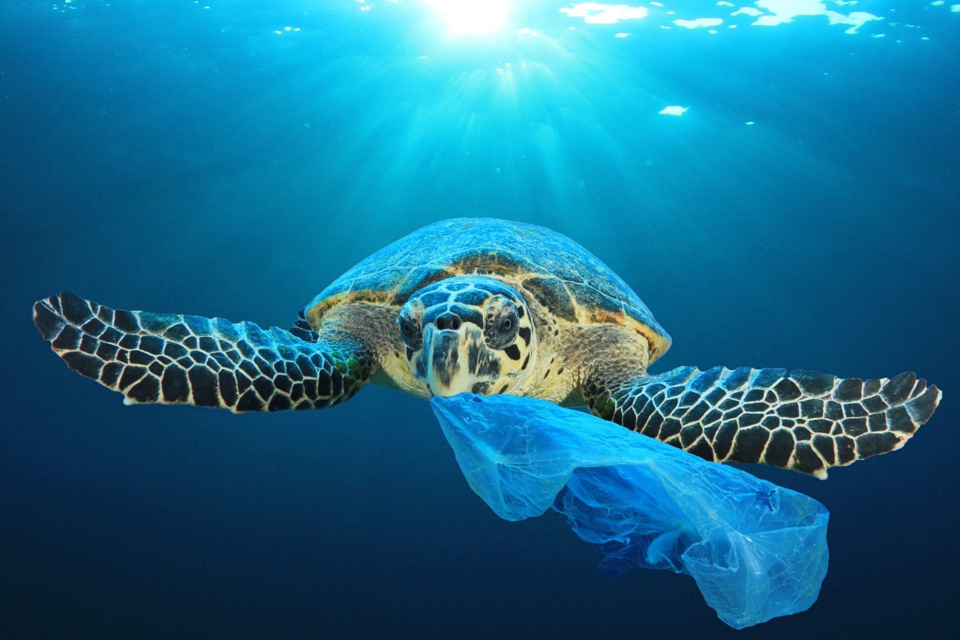 Sea Turtle Plastic