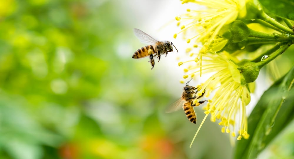 Flying honeybees