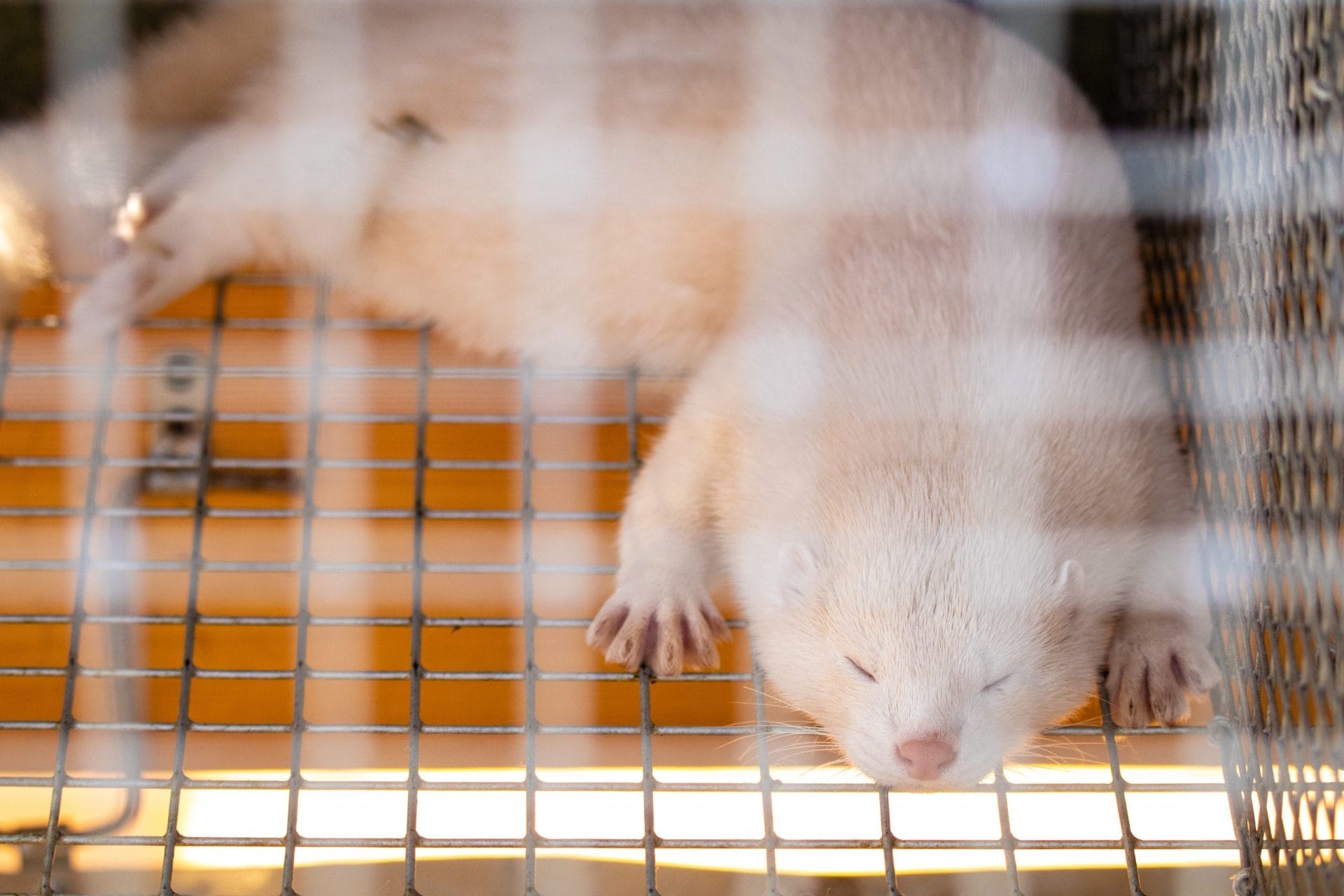 Mink