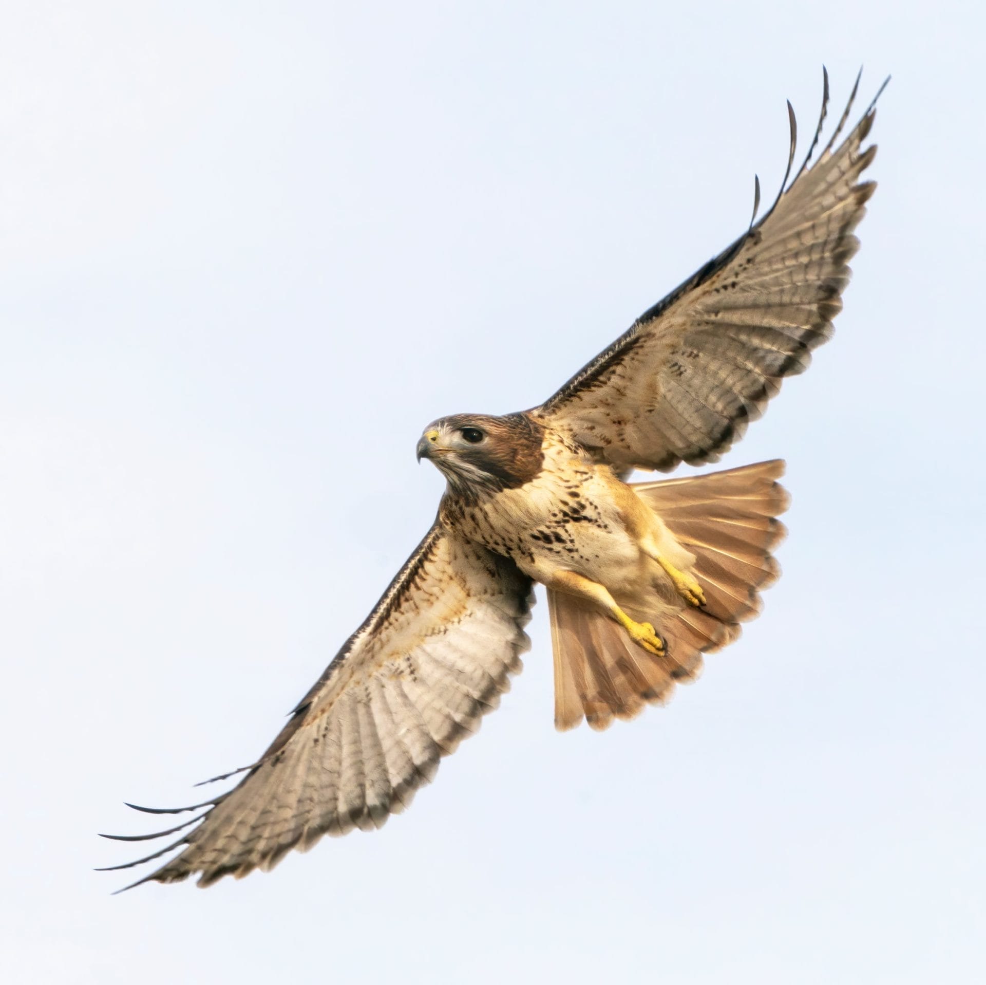 bird flying