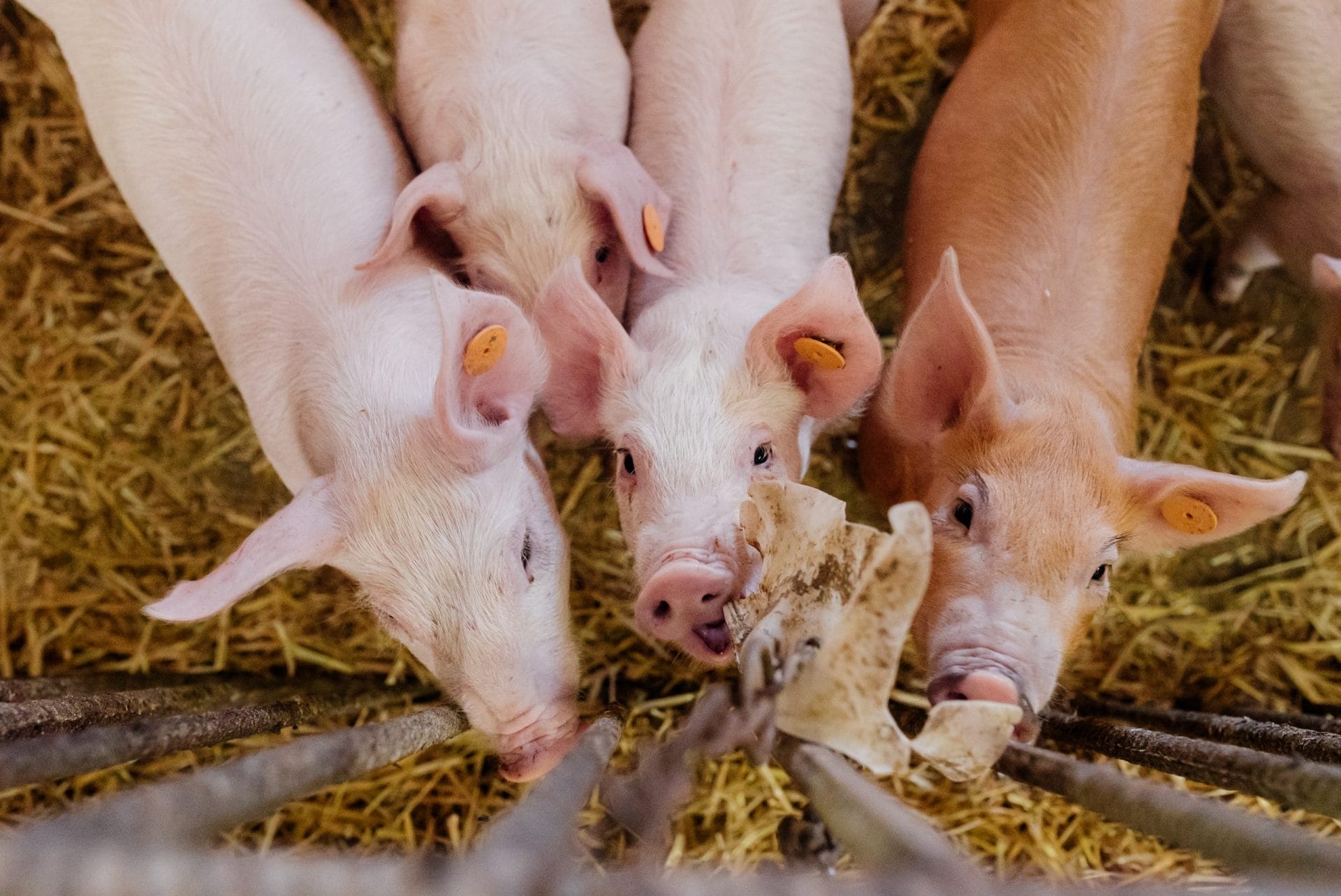 Pigs