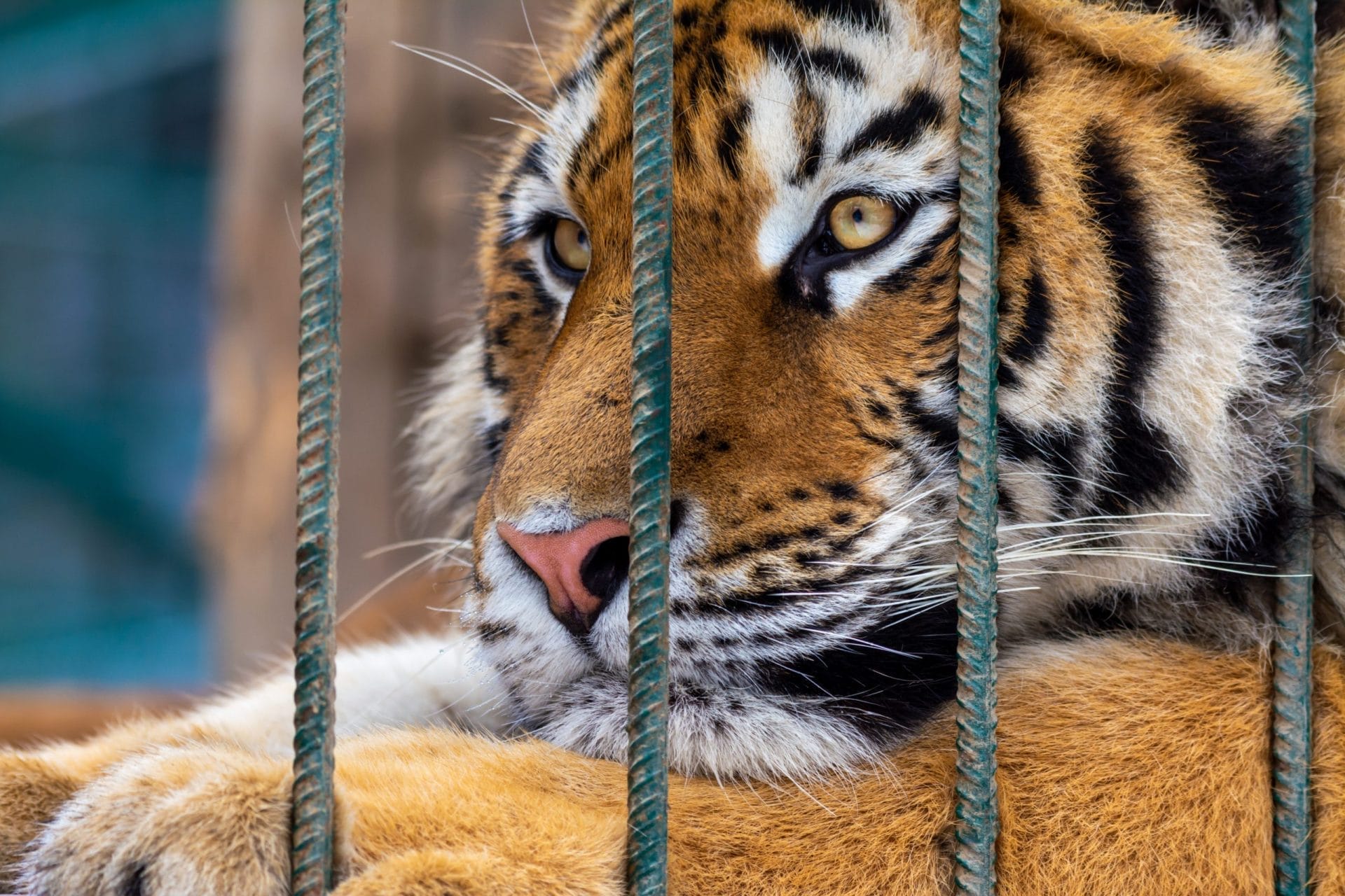 sad tiger in cage