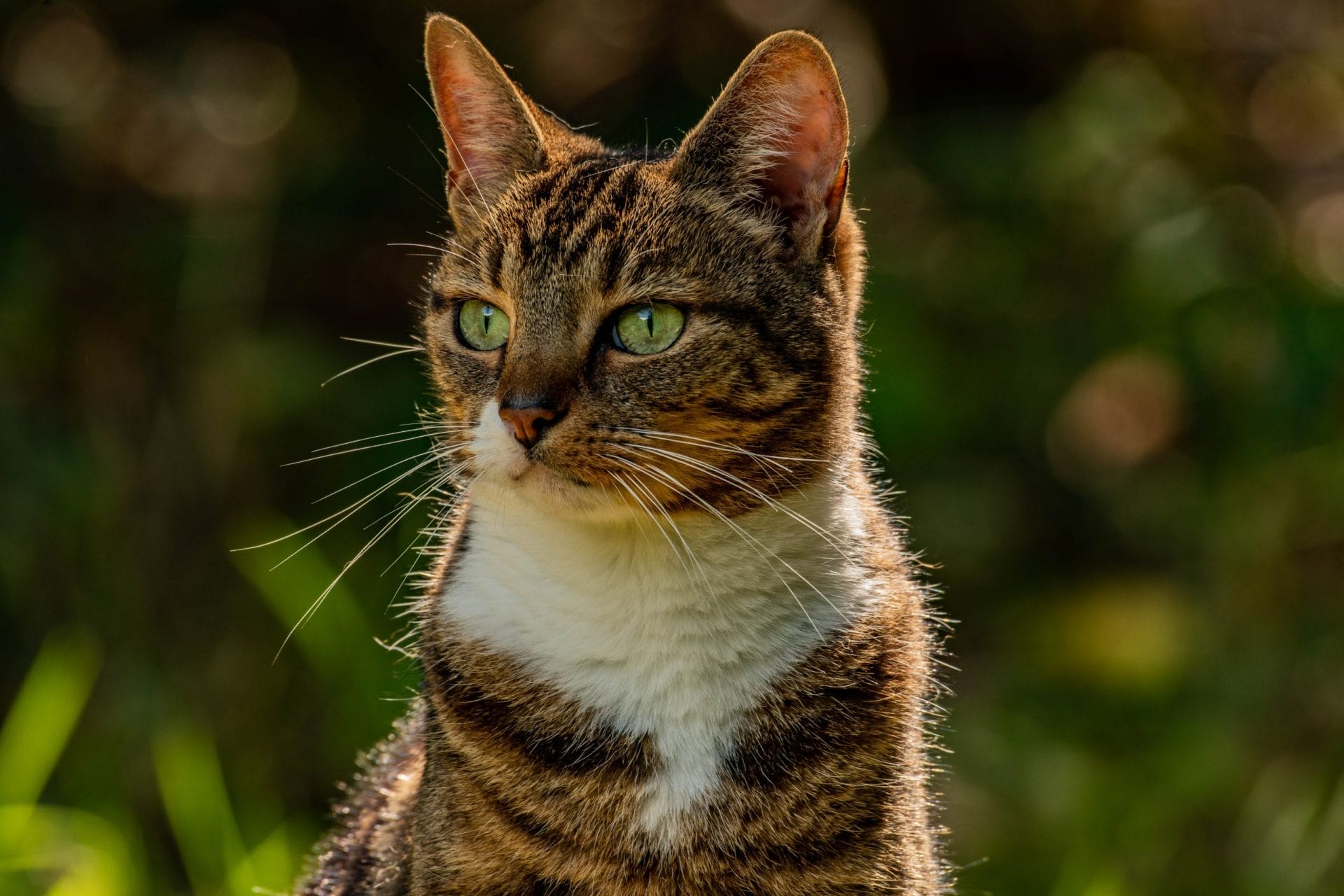 cat in forest