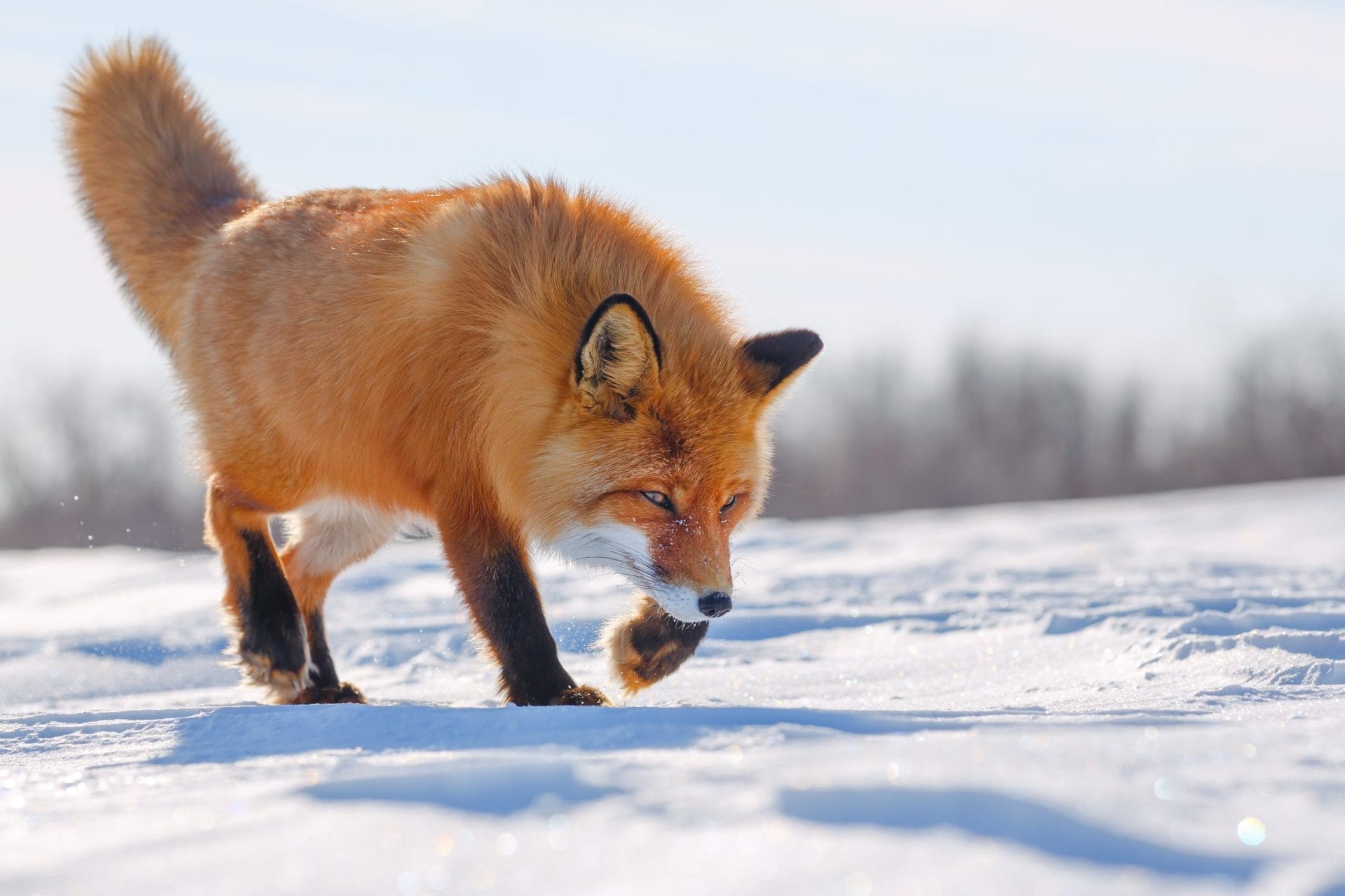 Red Fox in the Arctic