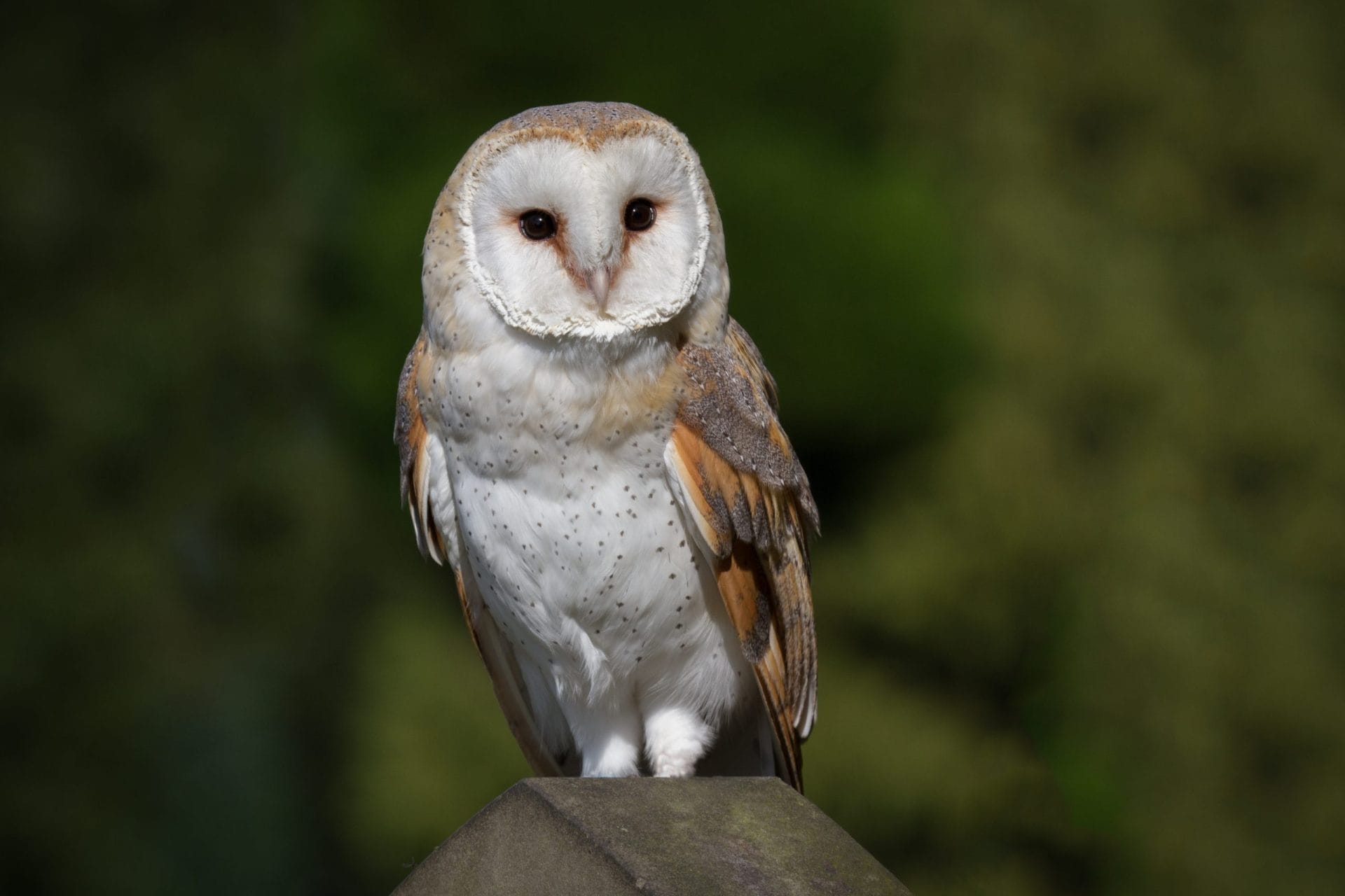 Barn Owl