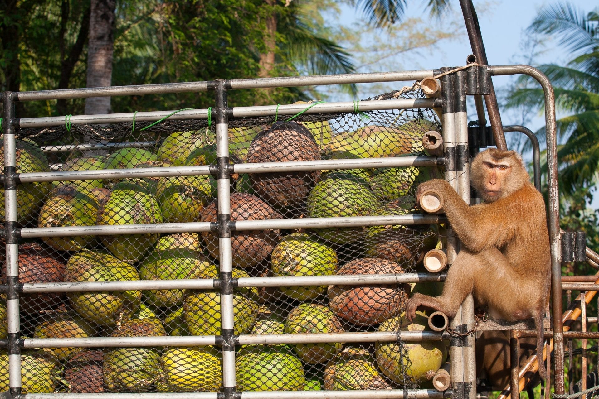 monkey coconut labor