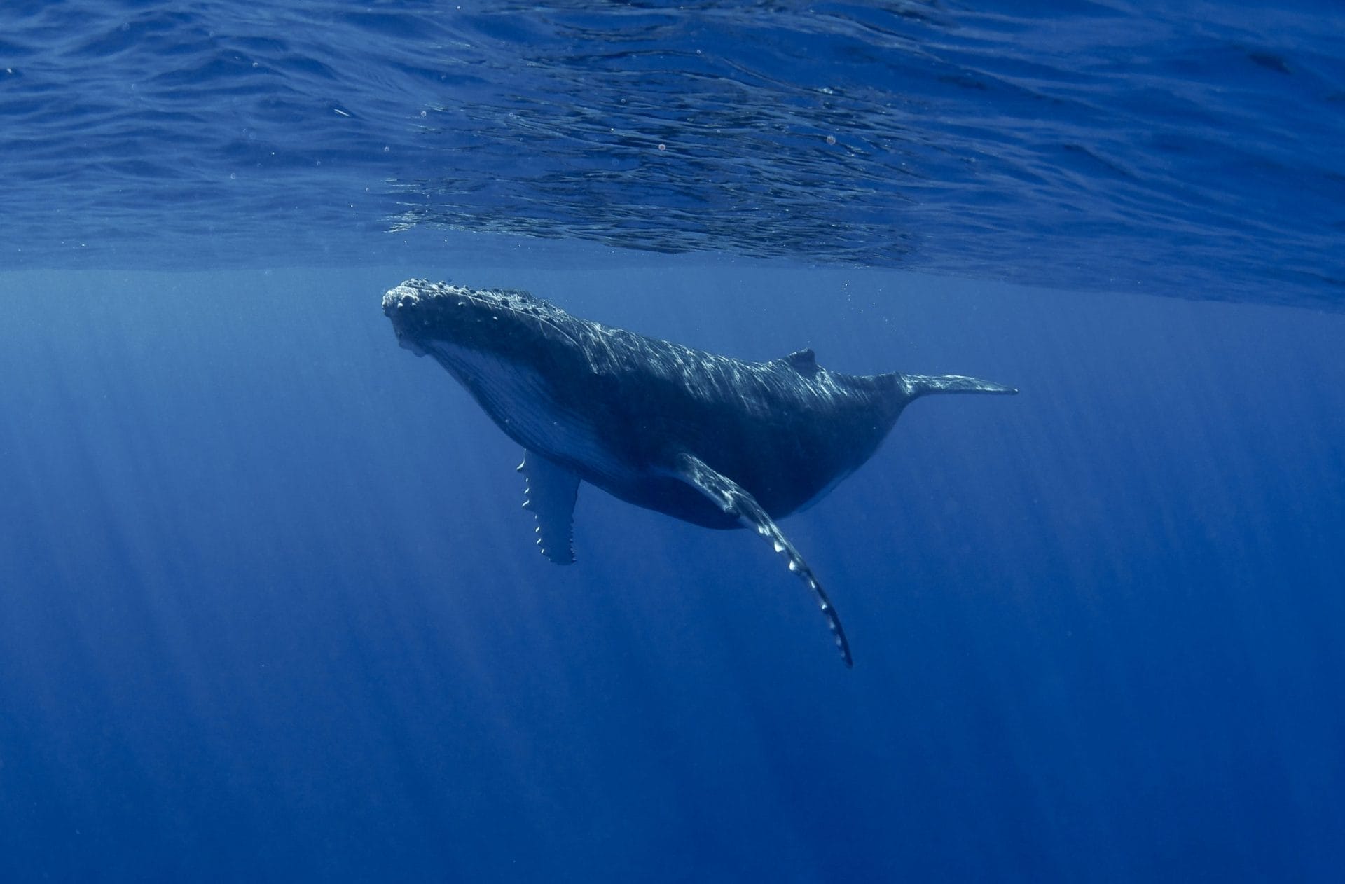 Blue Whale