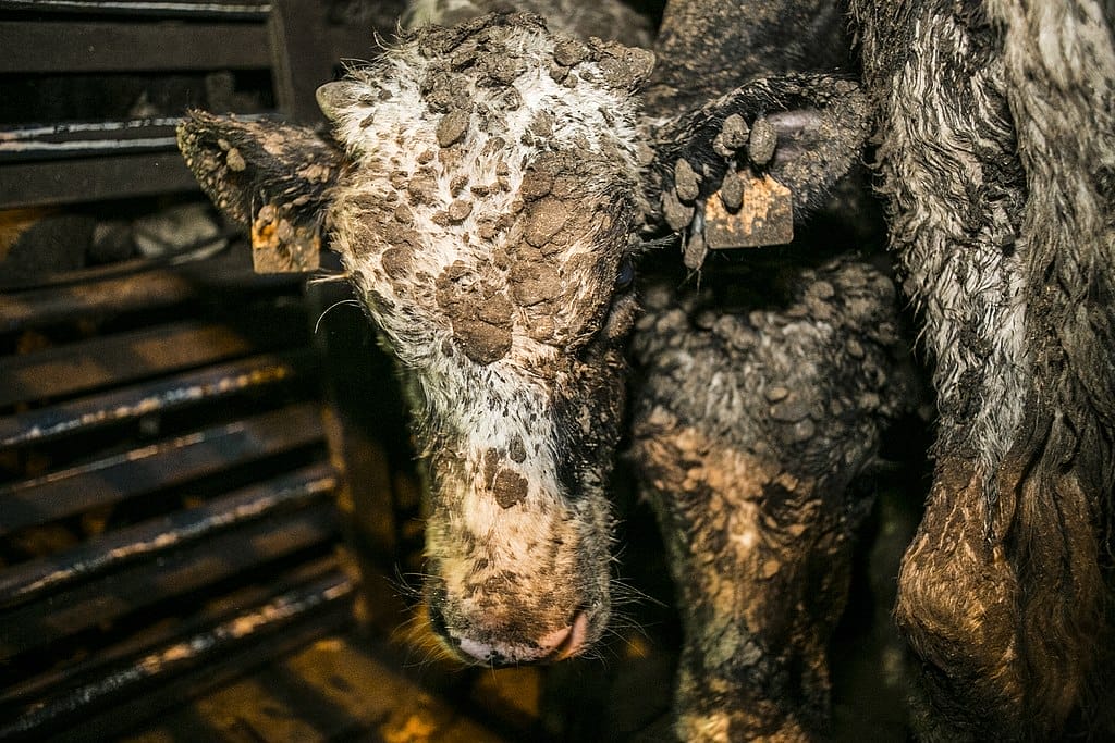 End Live Animal Exports