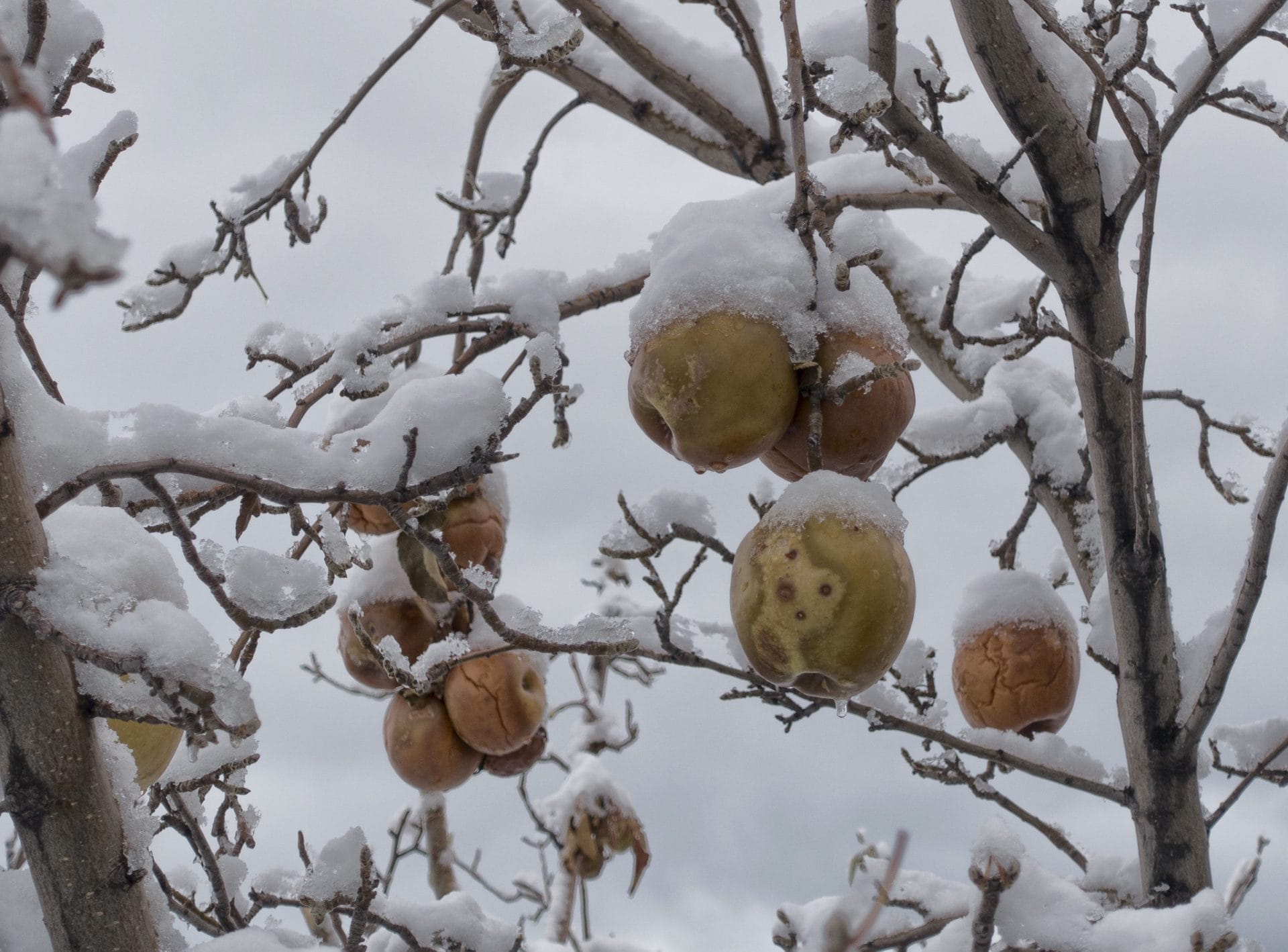 apples on frozen tree
