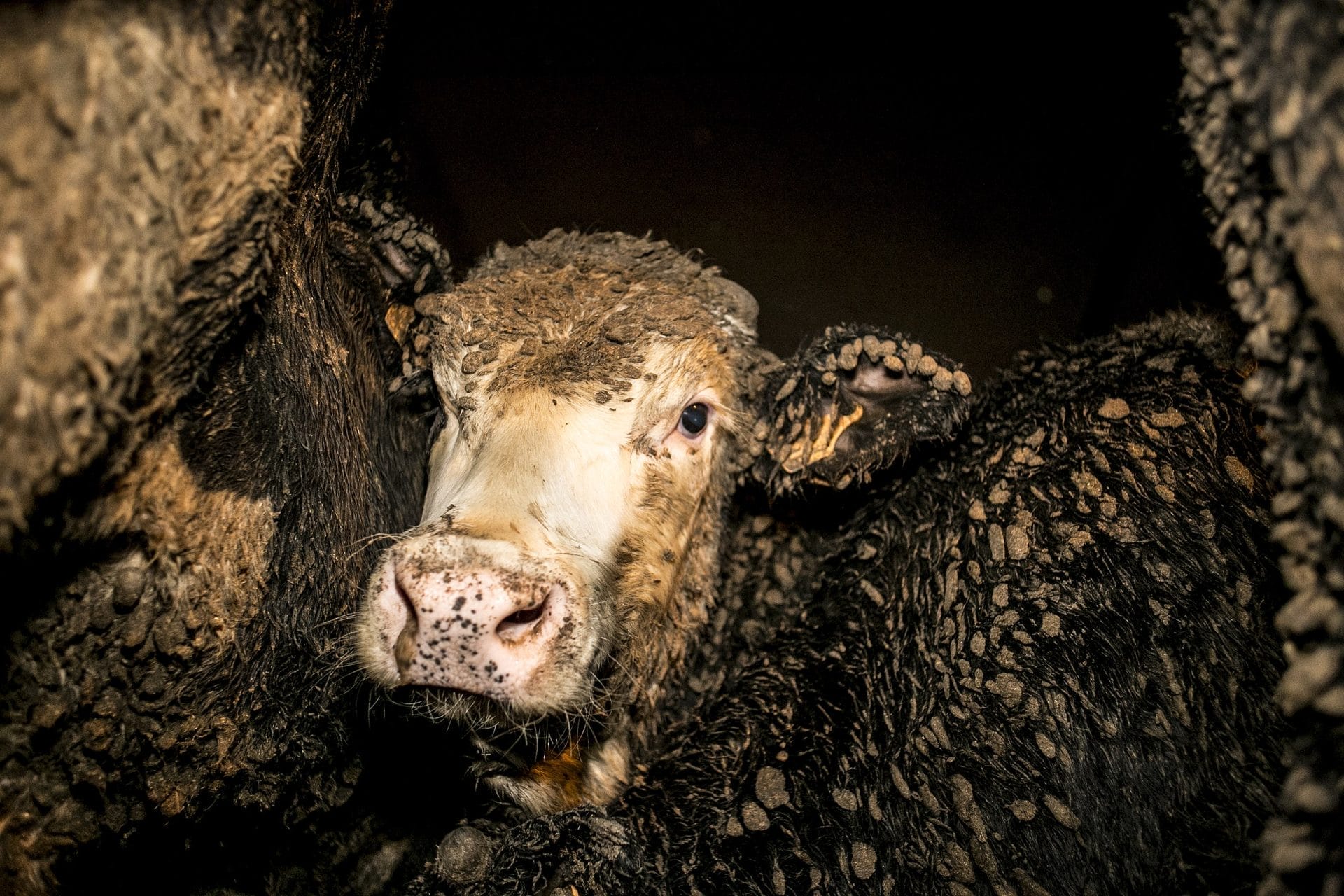 End Live Animal Exports